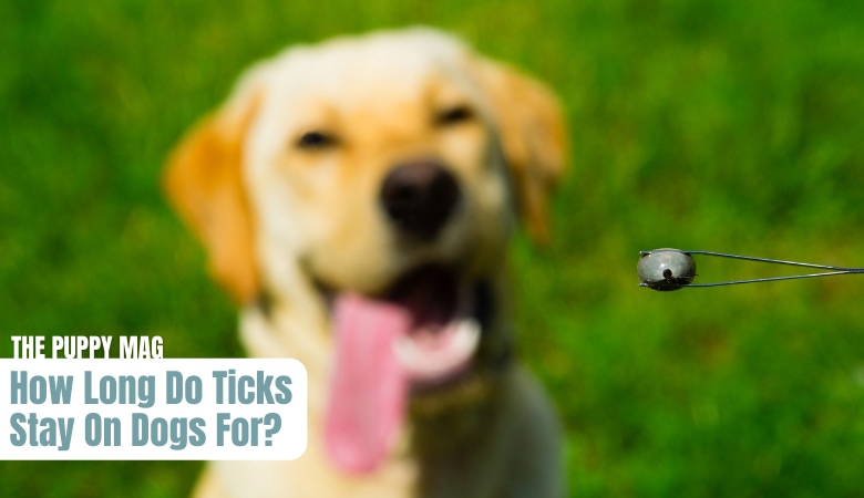 how-long-do-ticks-stay-on-dogs-for