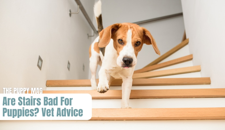 are-stairs-bad-for-puppies