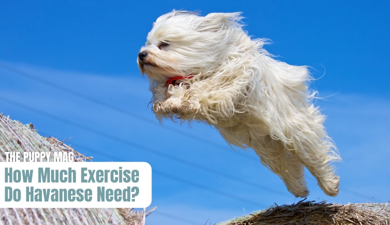 how-much-exercise-does-a-havanese-need