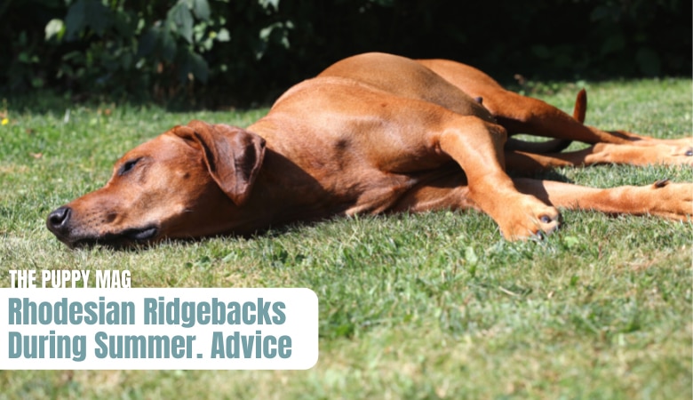how-to-keep-rhodesian-ridgeback-cool-in-summer