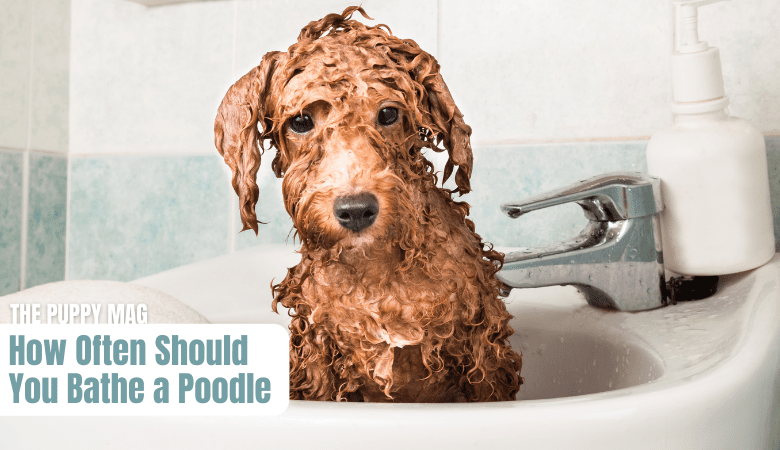 bathing-poodle