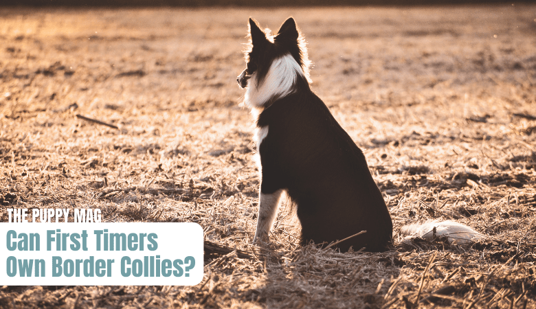 border-collie-first-time-dog-owner