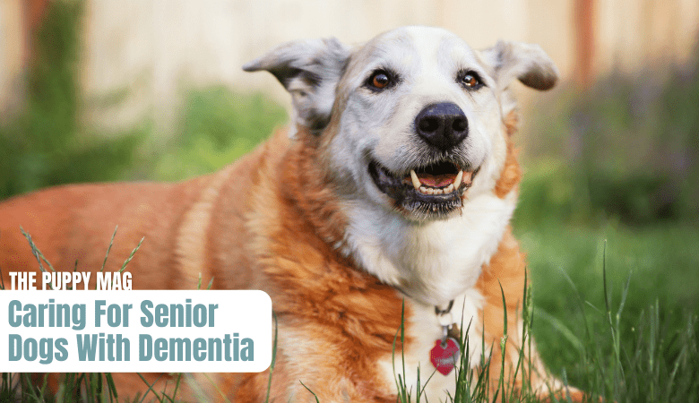 caring-for-senior-dogs-with-dementia