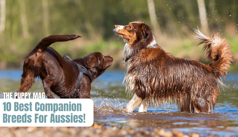 companion-breeds-for-australian-shepherds