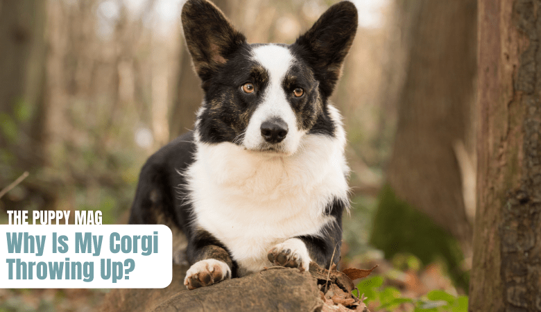 corgi-throwing-up