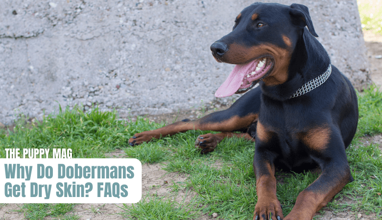 7 Reasons Your Doberman Has Dry Skin & What To Do – The Puppy Mag