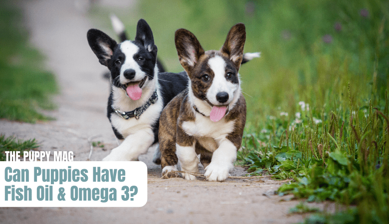 fish-oil-omega-3-for-puppies