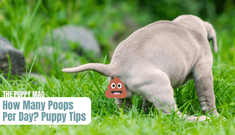 how-many-poops-per-day-for-puppies