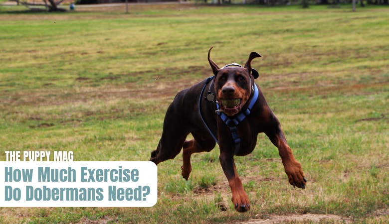 how-much-exercise-do-dobermans-need