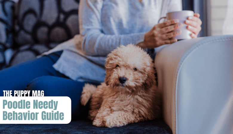 poodle-needy-behavior-guide