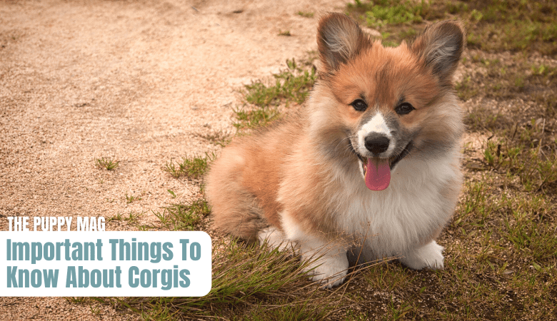 pros-and-cons-of-corgis