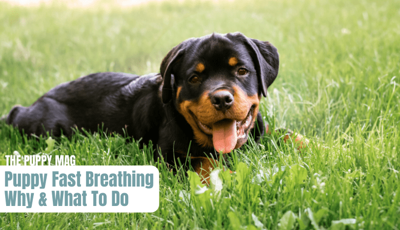 puppy-breathing-fast