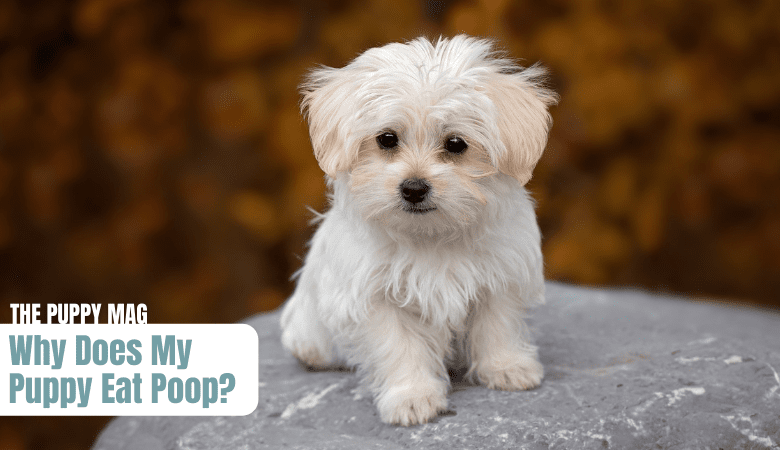 puppy eating poop