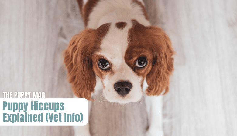 puppy-hiccups-explained