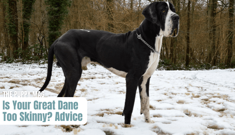 skinny-great-dane-advice