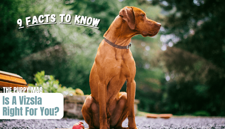 things-to-know-before-getting-a-vizsla
