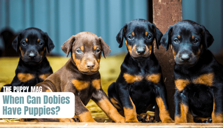 when-can-dobermans-have-puppies