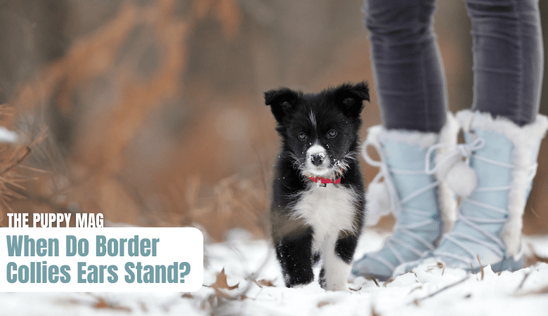 when-do-border-collie-ears-stand