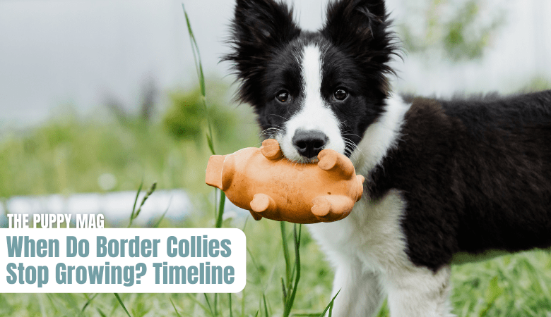 when-do-border-collies-stop-growing