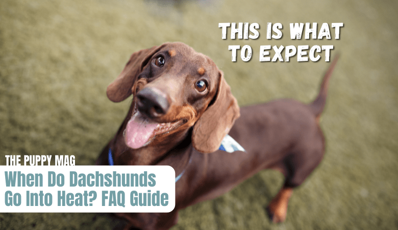 when-do-dachshunds-go-into-heat-1