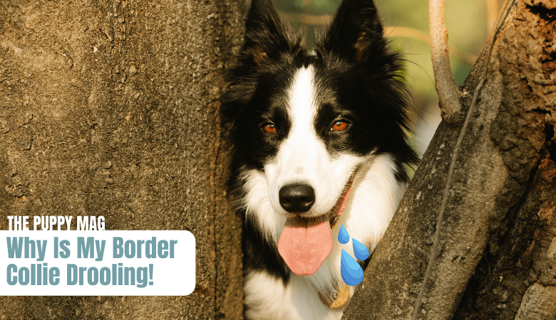 why-do-border-collies-drool