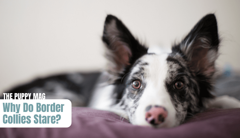 why-do-border-collies-stare
