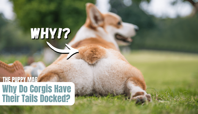 why-do-corgis-have-docked-tails