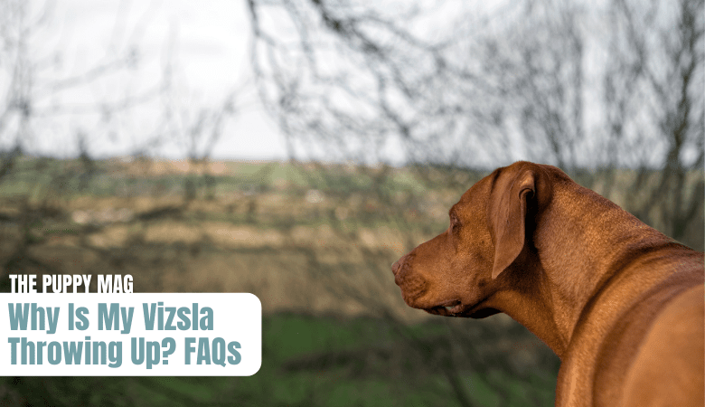 why-is-my-vizsla-throwing-up