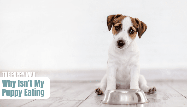 Why Isn’t My Puppy Eating? Why & What To Do (Vet Advice) – The Puppy Mag