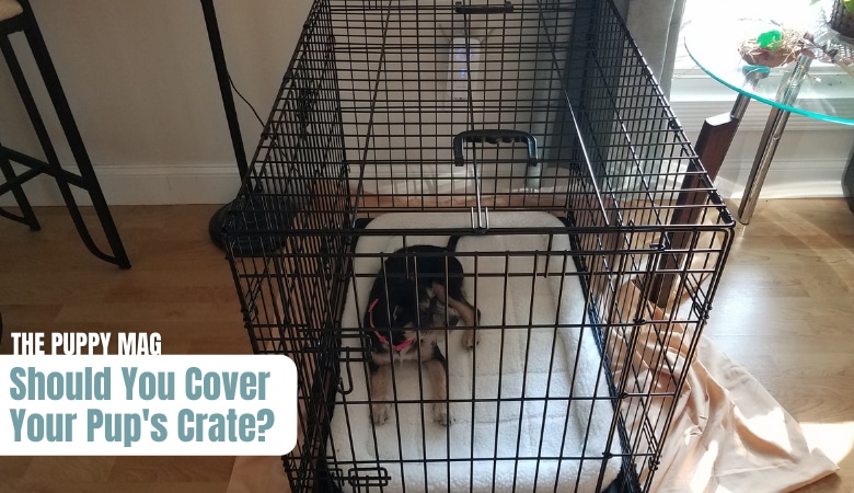 should-you-cover-a-dog-crate
