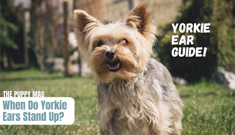 when-do-yorkie-ears-stand-up