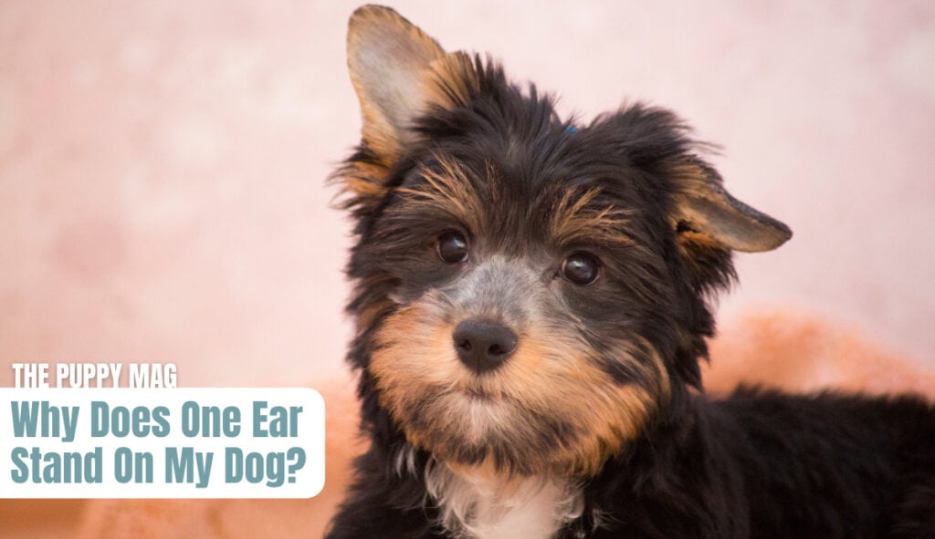 one-ear-standing-on-dog