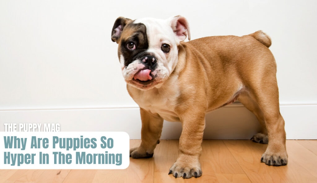 hyper-puppy-in-morning