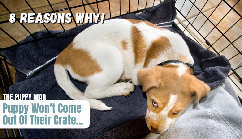 why-puppy-doesnt-come-out-of-crate