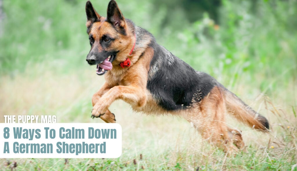 calm-down-german-shepherd