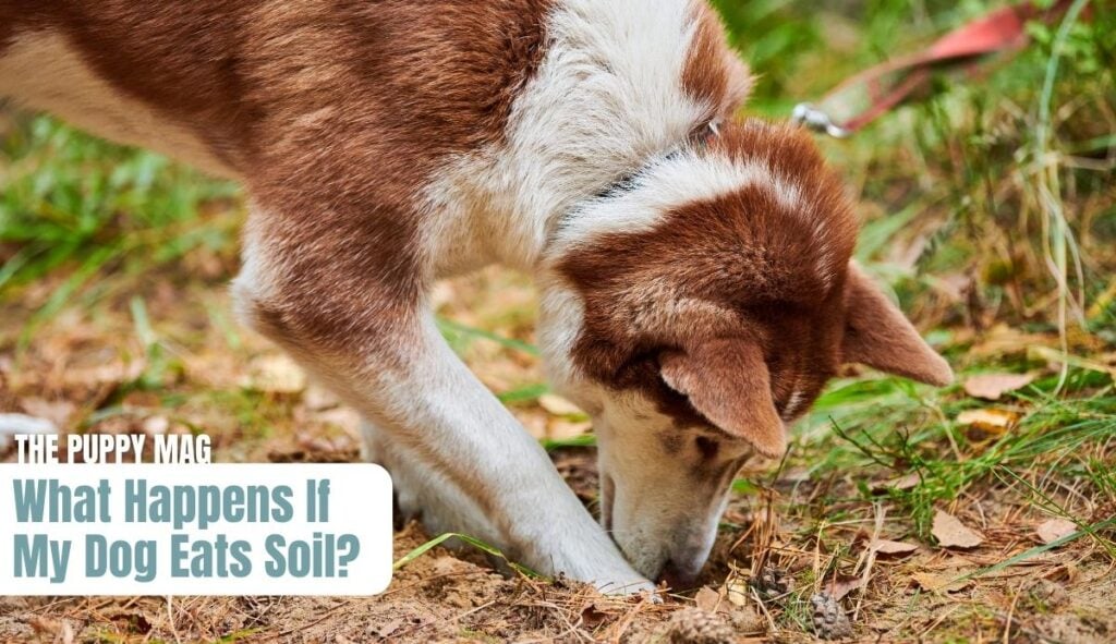 dog eating soil