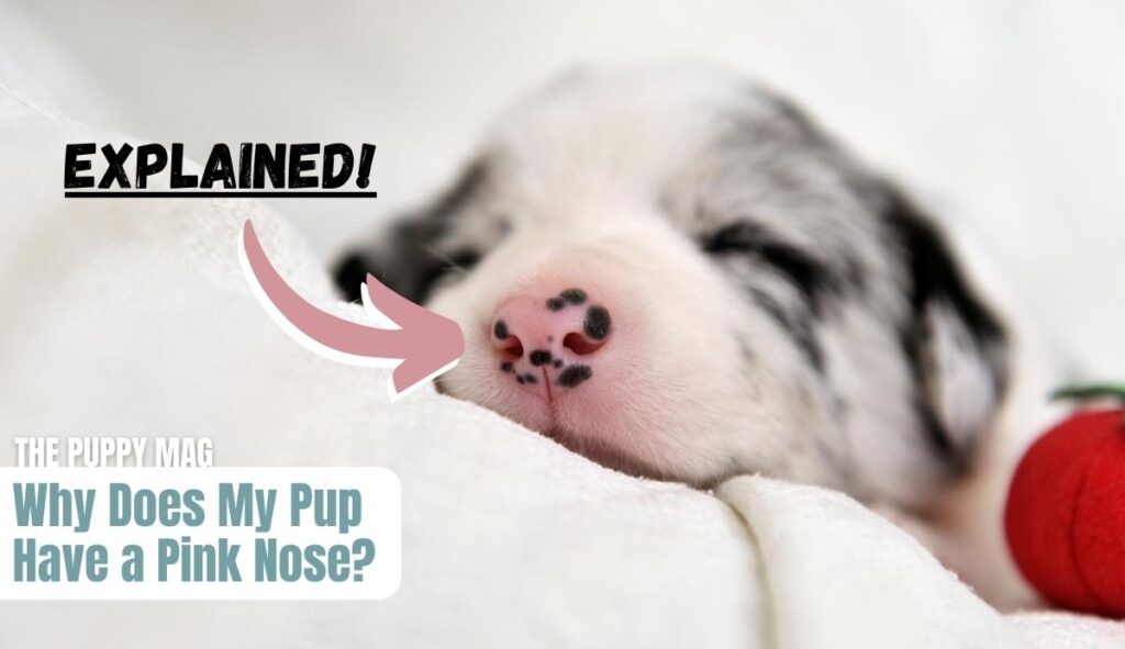 puppy-pink-nose