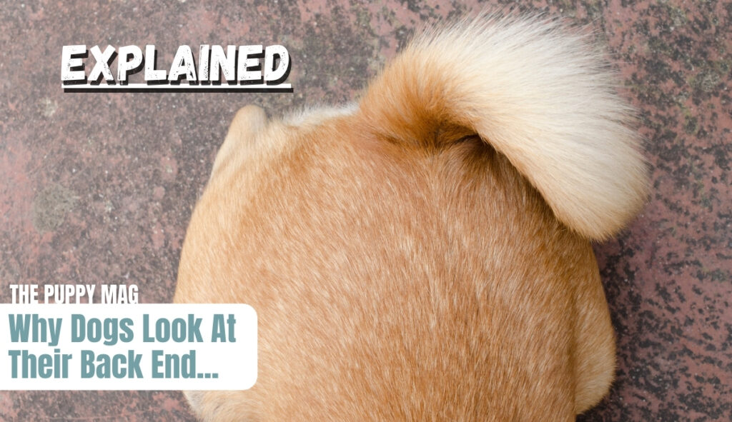 why dogs look at their back end