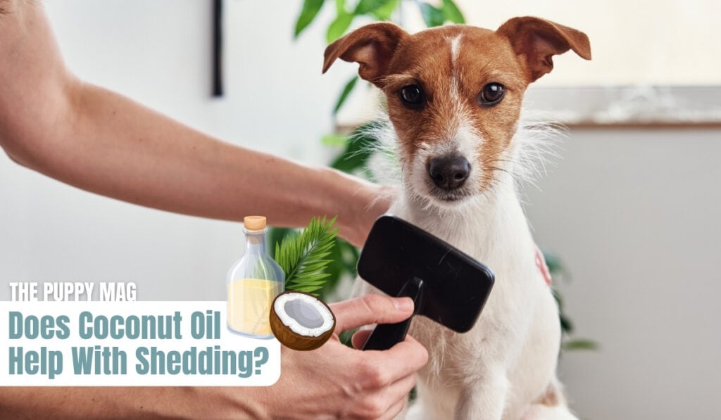 coconut oil help shedding dog