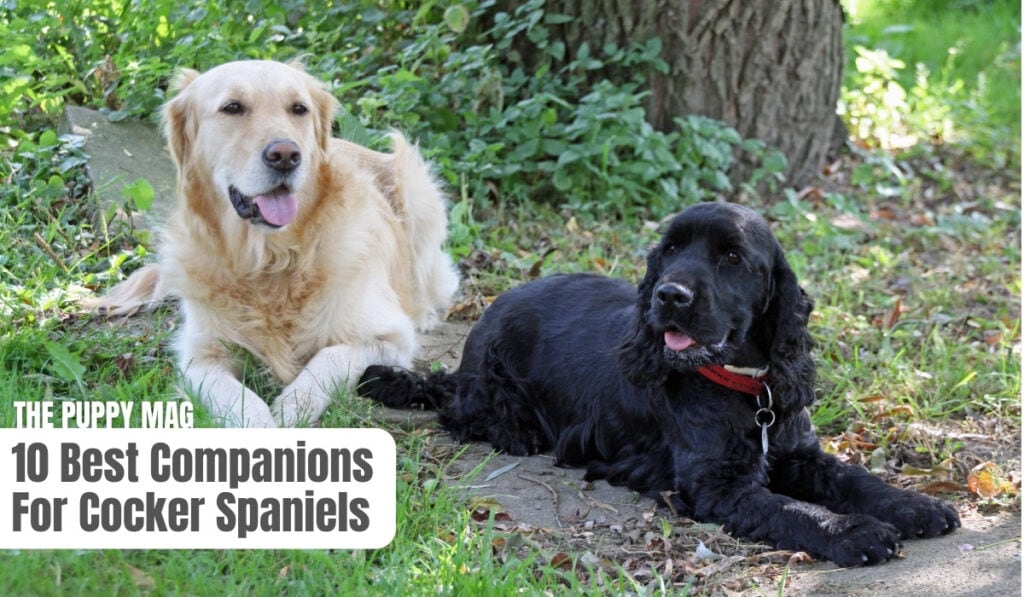 companions for cocker spaniels
