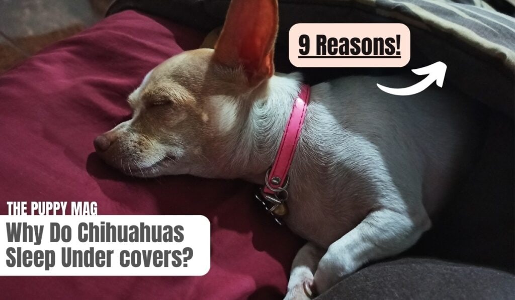 chihuahua sleeping under covers