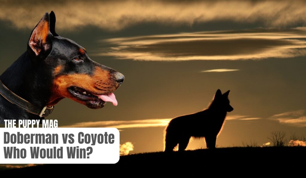 doberman vs coyote