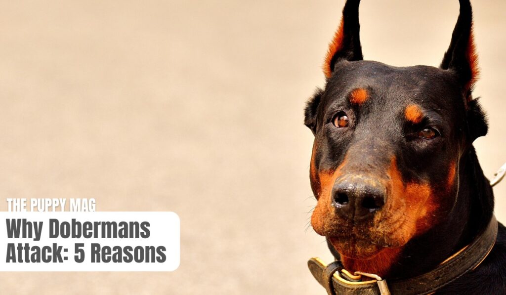 why dobermans attack