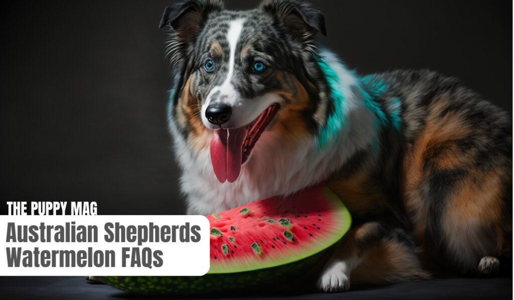 aussie shepherd watermelon FAQ