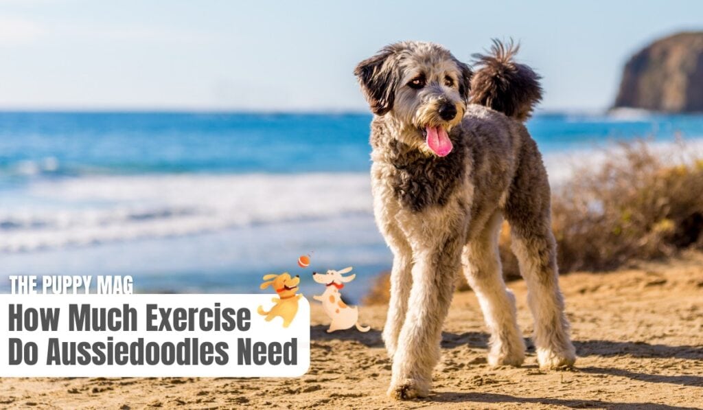 how much exercise do aussiedoodles need