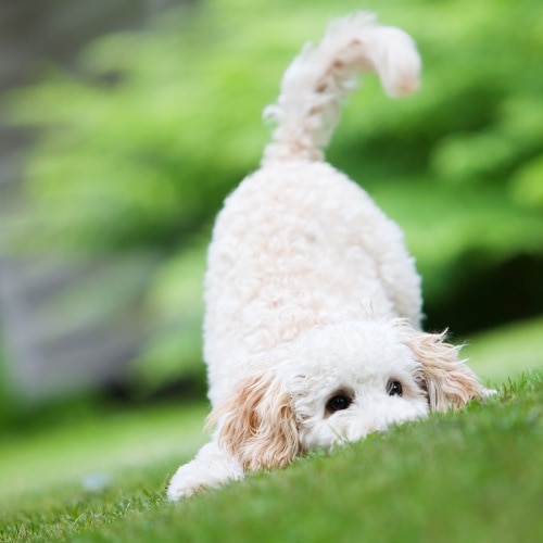 miniature poodle tail