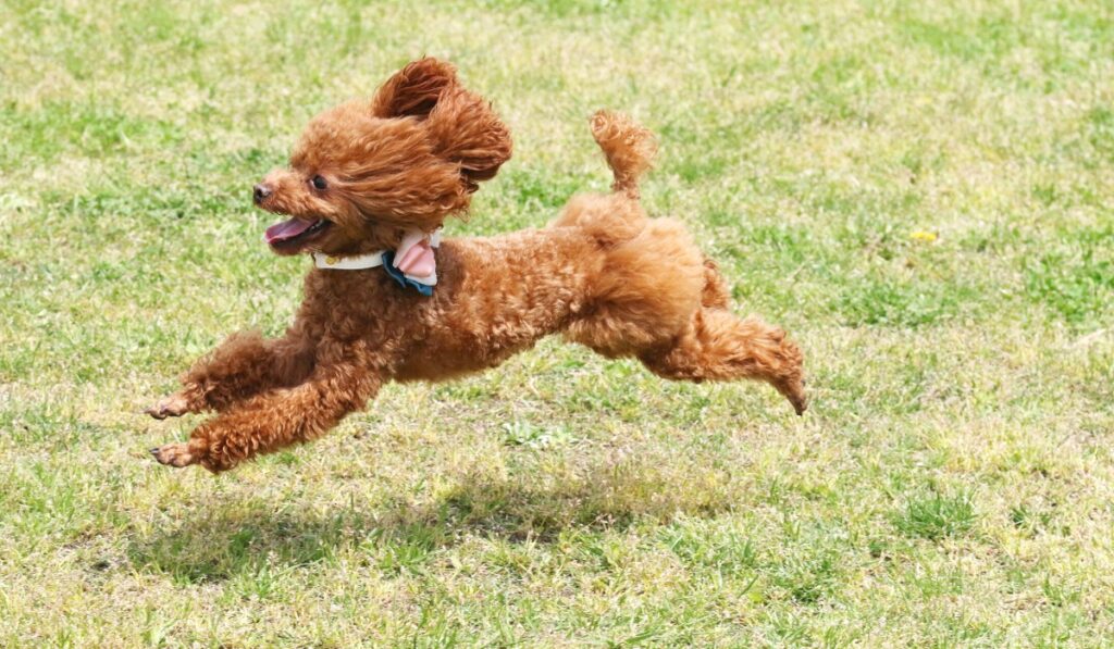 poodle running in hot weather