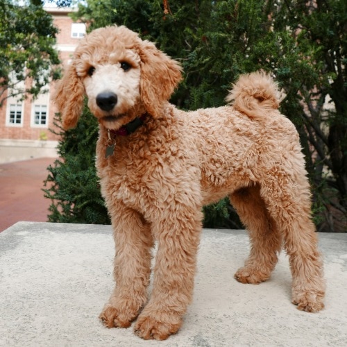 standard poodle puppy with natural curly tail