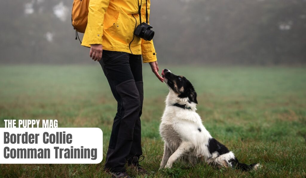 basic command training for border collies