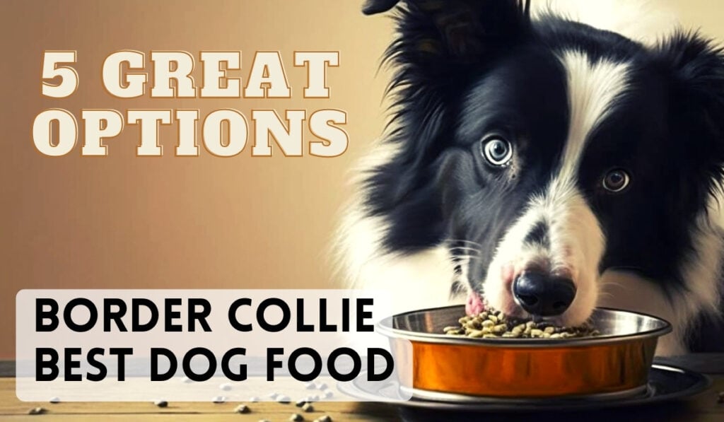 best food for border collie
